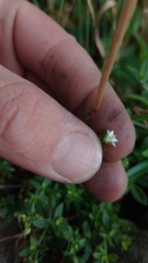 Arenaria