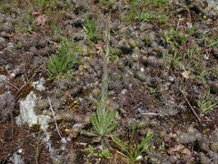 Turritis glabra