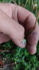 Arenaria