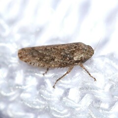 Curtara insularis