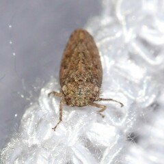 Curtara insularis