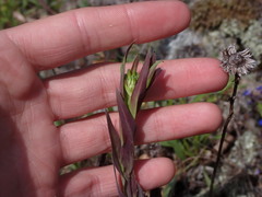 Turritis glabra