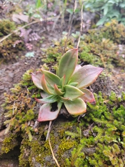 Dudleya cymosa