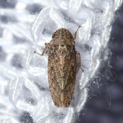 Curtara insularis