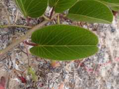 Ipomoea pes-caprae