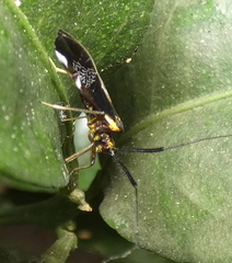 Dictyopsocus pennicornis