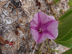 Ipomoea pes-caprae