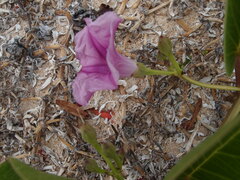 Ipomoea pes-caprae