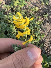 Corydalis aurea