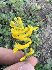 Corydalis aurea