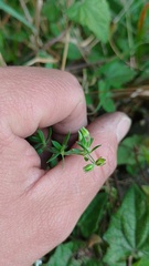 Arenaria