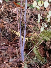Rubus leucodermis