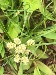 Cyperus eragrostis