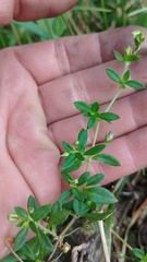 Arenaria