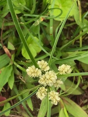 Cyperus eragrostis