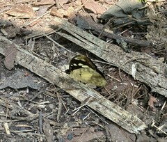 Aterica galene