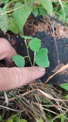 Passiflora bogotensis