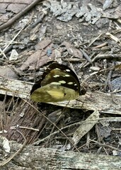 Aterica galene