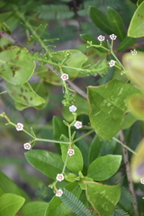 Euphorbia polyphylla