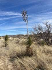 Yucca elata