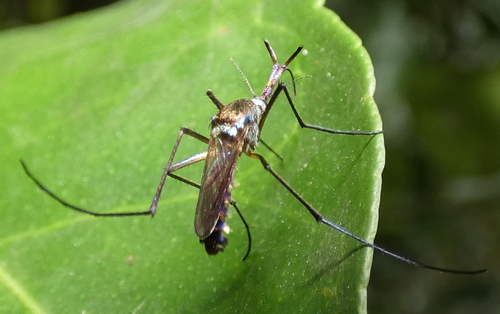 Toxorhynchites solstitialis