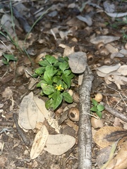 Calyptocarpus vialis