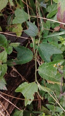 Passiflora bogotensis