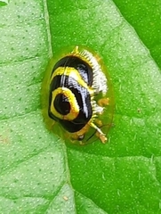 Ischnocodia annulus