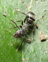 Myrmaphaenus
