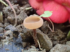 Ciborinia camelliae