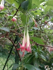 Fuchsia boliviana