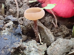 Ciborinia camelliae