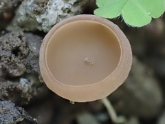 Ciborinia camelliae