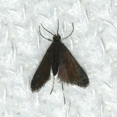 Elophila tinealis