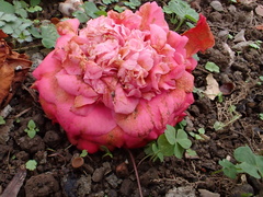 Ciborinia camelliae