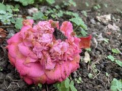 Ciborinia camelliae