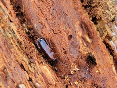 Parcoblatta pennsylvanica