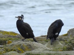 Phalacrocorax carbo