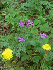 Lunaria annua annua
