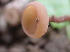 Ciborinia camelliae