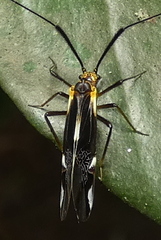 Dictyopsocus pennicornis