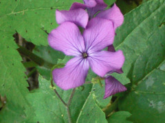 Lunaria annua annua