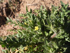 Tropidocarpum gracile