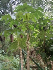 Vasconcellea pubescens