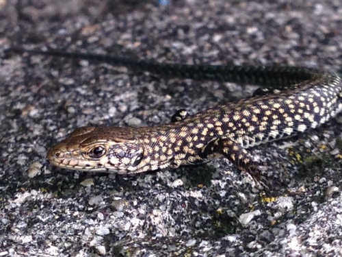 Podarcis lusitanicus