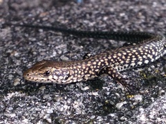 Podarcis guadarramae