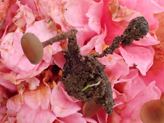 Ciborinia camelliae