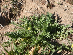 Tropidocarpum gracile