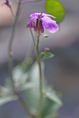 Lunaria annua annua