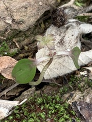 Asarum canadense